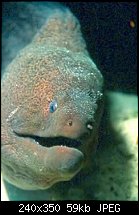 Click image for larger version. 

Name:	moray eel.jpg 
Views:	181 
Size:	59.0 KB 
ID:	92464