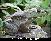 Click image for larger version. 

Name:	buckobeckbullfrog.jpg 
Views:	419 
Size:	161.4 KB 
ID:	68410