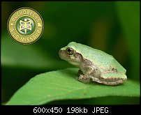 Click image for larger version. 

Name:	buckobecktreefrog.jpg 
Views:	397 
Size:	197.6 KB 
ID:	68508