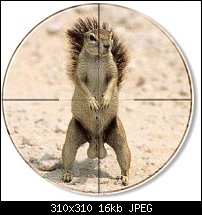 Click image for larger version. 

Name:	Squirrel_Nuts.jpg 
Views:	182 
Size:	16.3 KB 
ID:	13437
