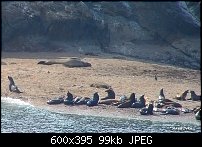 Click image for larger version. 

Name:	simpsonreef_seals98k.jpg 
Views:	143 
Size:	98.6 KB 
ID:	20369