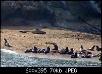 Click image for larger version. 

Name:	simpsonreef_seals98k.jpg 
Views:	118 
Size:	69.7 KB 
ID:	20371