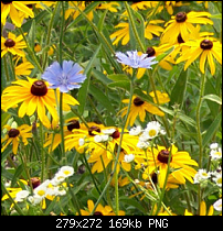 Click image for larger version. 

Name:	blue-flowers.png 
Views:	130 
Size:	169.0 KB 
ID:	91422