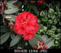 Click image for larger version. 

Name:	Red Rhodos.jpg 
Views:	206 
Size:	110.4 KB 
ID:	90069