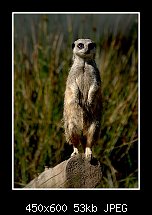 Click image for larger version. 

Name:	meerkat.jpg 
Views:	293 
Size:	52.8 KB 
ID:	79769