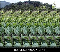 Click image for larger version. 

Name:	Joel's Vineyard.jpg 
Views:	284 
Size:	151.9 KB 
ID:	84611