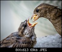 Click image for larger version. 

Name:	house sparrow feeding 1.jpg 
Views:	202 
Size:	68.5 KB 
ID:	118039