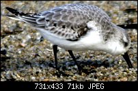 Click image for larger version. 

Name:	45 Sea Birds.jpg 
Views:	149 
Size:	70.6 KB 
ID:	23679