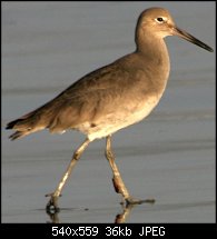 Click image for larger version. 

Name:	61 Sea Birds.jpg 
Views:	141 
Size:	36.0 KB 
ID:	23680