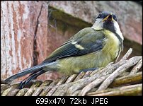 Click image for larger version. 

Name:	window bang bird.jpg 
Views:	184 
Size:	71.8 KB 
ID:	70689