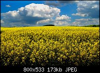 Click image for larger version. 

Name:	yellow field.jpg 
Views:	212 
Size:	172.7 KB 
ID:	79703
