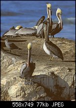 Click image for larger version. 

Name:	Pelicans3.jpg 
Views:	210 
Size:	77.2 KB 
ID:	43500