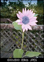 Click image for larger version. 

Name:	Hybrid Sunflower.jpg 
Views:	80 
Size:	88.8 KB 
ID:	91042