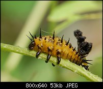 Click image for larger version. 

Name:	argusbeetlelarva.jpg 
Views:	110 
Size:	53.5 KB 
ID:	115045