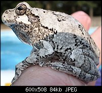Click image for larger version. 

Name:	froggy2.jpg 
Views:	159 
Size:	84.2 KB 
ID:	4751