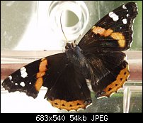 Click image for larger version. 

Name:	068 K Orange Brown.jpg 
Views:	329 
Size:	54.2 KB 
ID:	36687