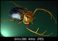 Click image for larger version. 

Name:	bug.jpg 
Views:	328 
Size:	39.9 KB 
ID:	14996